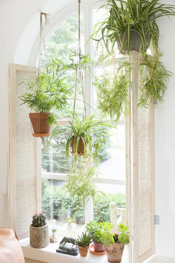 Indoor hanging plants: The solution!